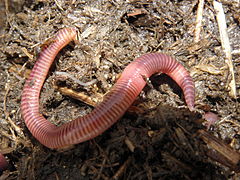 Le ver du fumier est une espèce épigée corticole (son habitat naturel étant sous les écorces) mais aussi thermophile dans la mesure où elle s'installe dans les tas de fumier.