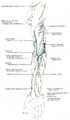 Cutaneous Nerves of the Upper Limb Of the 5 terminal branches of the brachial plexus, viz. musculo-cutaneous, medain, ulnar radial, and axillary (circumflex) nerves, the first 4 reach the hand. The posterior cord of the plexus is represented by 5 cutaneous nerves. Of these (a) one, the upper lateral cutaneous n. of the arm, is a branch of the axillary n.; (b) whereas 4 are branches of the radial n. They are: the posterior cutaneous n. of the arm, the lower lateral cutaneous n. of the arm, the posterior cutaneous n. of the forearm, and the superficial branch of the radial nerve. See figures 13 (pectoral region), 24 (back), 44 (elbow), 83 (hand).