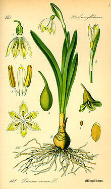 Illustration Leucojum vernum0.jpg