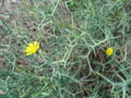 Launaea arborescens