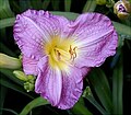 Hemerocallis "Lavander Blue"