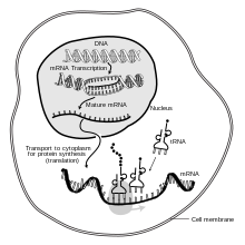 MRNA-interaction.svg