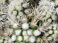 Mammillaria vetula ssp. gracilis cv. Arizona Snowcap