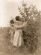 Mandan girls gathering berries, om 1908