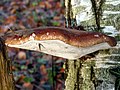 Vignette pour Polypore du bouleau