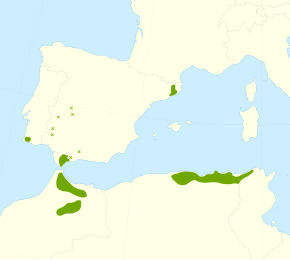 Description de l'image Quercus canariensis range.svg.