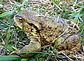 Na vlhkých loukách přírodní památky se vyskytuje ropucha obecná (Bufo bufo), značně rozšířená žába na území Česka