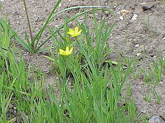 Description de l'image Sisyrinchium californicum5.jpg.