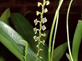 Stelis argentata