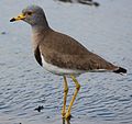 Thumbnail for Grey-headed lapwing