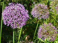 Description de l'image Allium-aflatunense-0567.JPG.