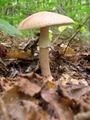 Rausvoji musmirė (Amanita rubescens)