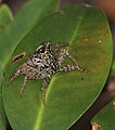 A small spotted crab on a mangrove leaf.