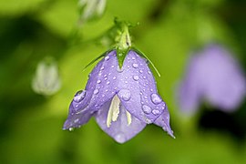 Clopoțel Karkonosze (Campanula bohemica)