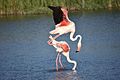 Accouplement de flamants roses dans le parc ornithologique de Pont-de-Gau. Mai 2017.