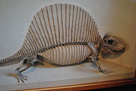 Esqueleto montado de Dimetrodon milleri no Museu de História Natural de Harvard.