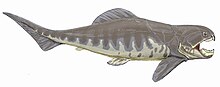 Dunkleosteus intermedius.jpg