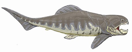 Dunkleosteus sp., un Arthrodira.