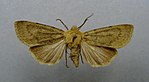 Euxoa culminicola – Specimen