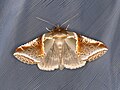 Habrosyne pyritoides（英语：Habrosyne pyritoides）（钩蛾科）