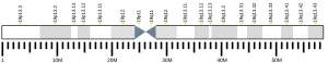 Chromosome 19 (human)