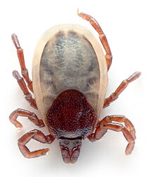 Zecke Ixodes ricinus (von Aka)