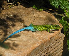 Le saurien Liolaemus tenuis de la famille des Iguania