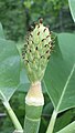 Magnolia x thompsoniana ‘Cairn Croft’, immature fruit