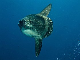 M. mola em Nusa Lembongan, Bali