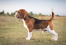 Beagle image