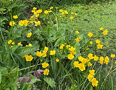 Sumpf-Dotterblumen (Caltha palustris)