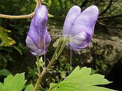 花は総状花序につき、1-6個つく。花柄の小苞は中部より下につき、狭披針形から線形になる。白色の四角形部分を右写真に拡大。