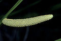 close-up of spadix