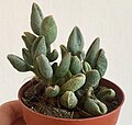 Adromischus marianiae 'Aveolatus'