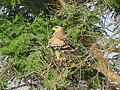 Aigle ravisseur (Aquila rapax).