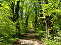 Alte Kastanienallee im Englischen Garten