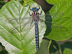 Brachytron pratense (mâle) Wikimedia