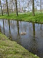 A coot nest in the middle of a canal. The male coot protects the female coot while breeding.