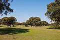 Dehesa (foresta chiara mediterranea) di La Anguila