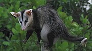 Gray and white opossum