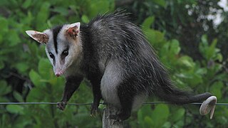 Didelphis albiventris, un Didelphimorphia