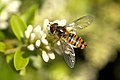 Eine weibliche Hainschwebfliege (Episyrphus balteatus)