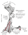 Posterior aspect of left palatine bone.