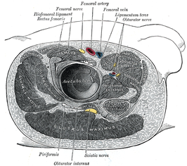 structuren rond het rechter heupgewricht musculus gluteus minimus links