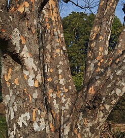 Trunk and main branches