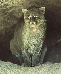 Vue de face d'un jaguarondi