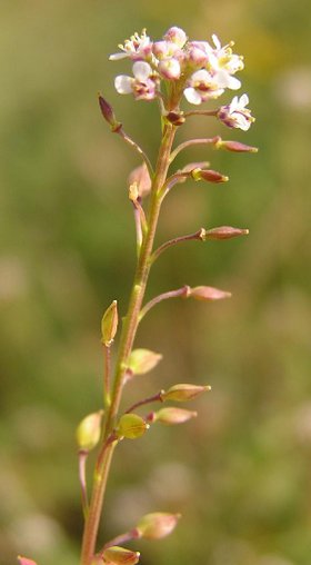 "Græsbladet karse" (Lepidium graminifolium).