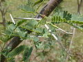 Prosopis pallida pálhatövisei