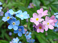 Myosotis arvensis