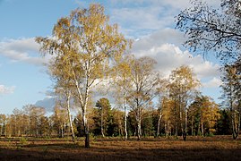 Birken in der Oberoher Heide